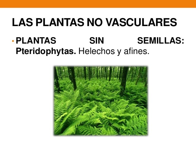 Reino Plantae Reino Plantae