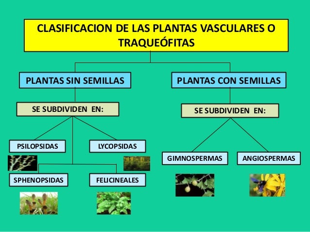 Reino plantae