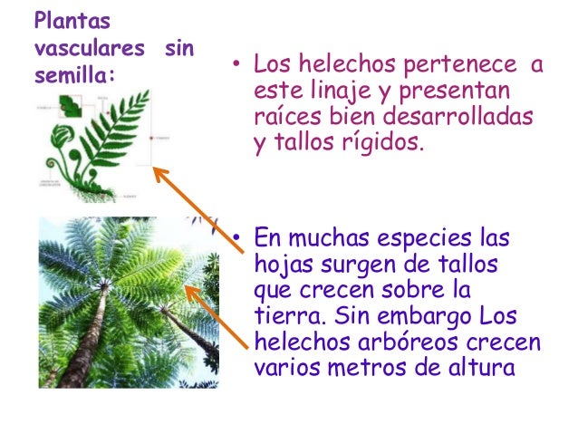 Reino plantae, 4 grupos mayores Reino plantae, 4 grupos mayores