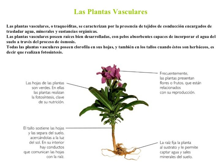 las plantas vasculares las plantas vasculares o traqueófitas se las plantas vasculares las plantas vasculares o traqueófitas se