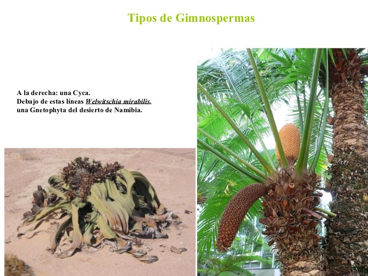 tipos de gimnospermas a la derecha una cyca debajo de tipos de gimnospermas a la derecha una cyca debajo de