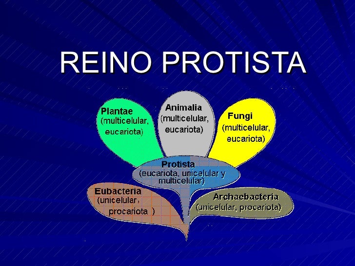 http://image.slidesharecdn.com/reinoprotista-100813002611-phpapp01/95/reino-protista-2-728.jpg?cb=1281660162