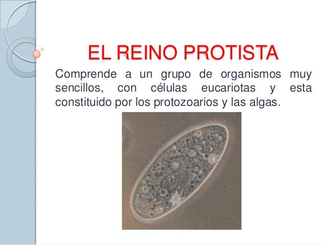 Reino protista algas dibujos - Imagui Reino protista algas dibujos - Imagui