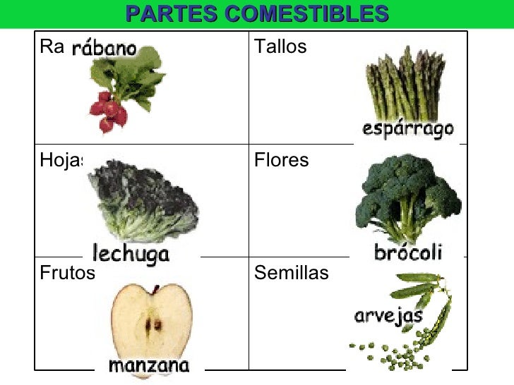 Reino Vegetal