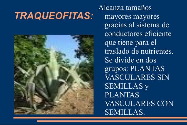 Reino Vegetal Reino Vegetal