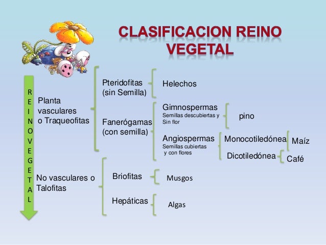 Reino vegetal