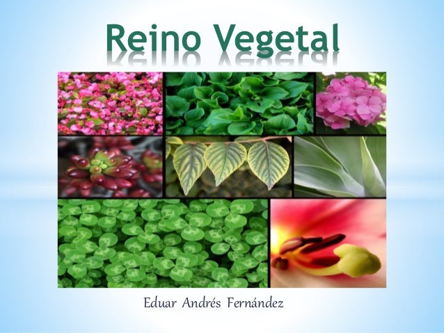Resultado de imagen para REINO VEGETAL