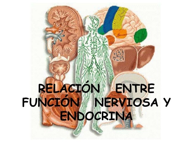 Relación entre función nerviosa y endocrina