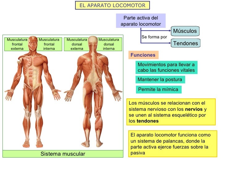 Resultado de imagen para sistema locomotor