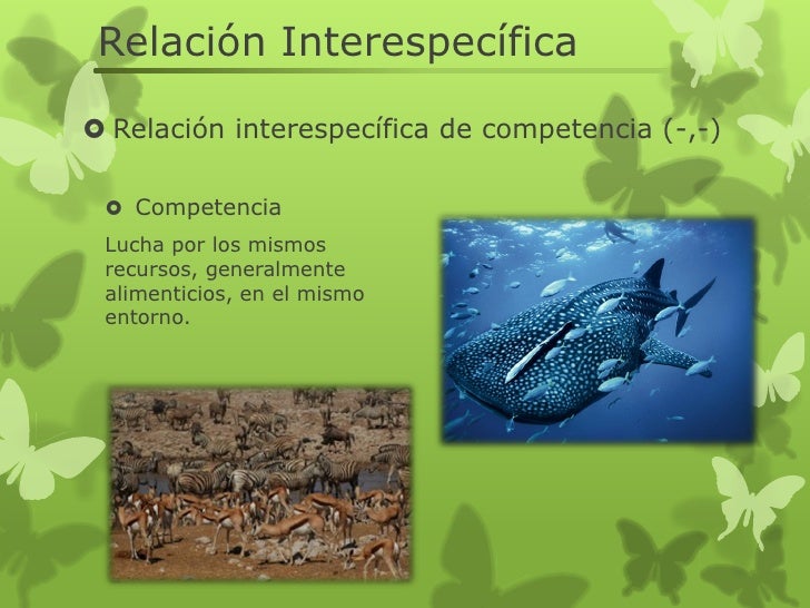 Relacion intraespecifica e interespecifica Relacion intraespecifica e interespecifica