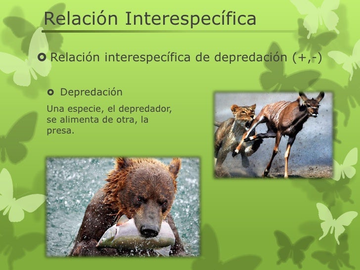 Relacion intraespecifica e interespecifica