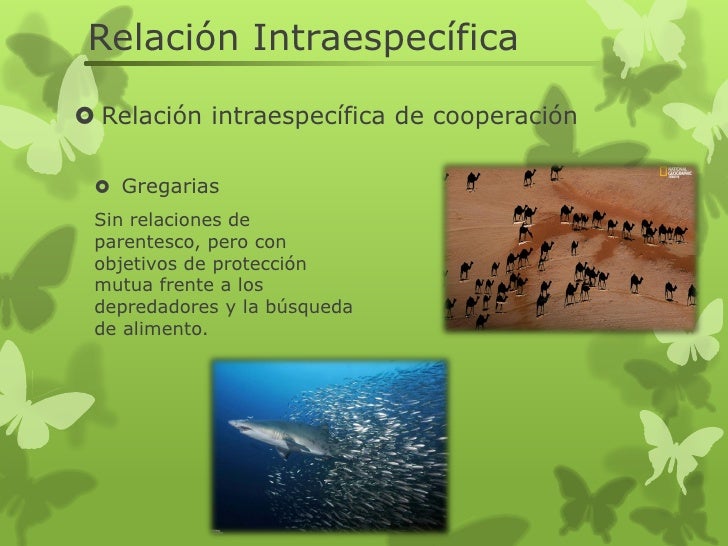 Relacion intraespecifica e interespecifica