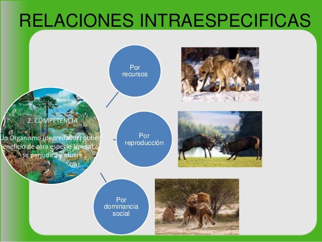 Relaciones entre los seres vivos