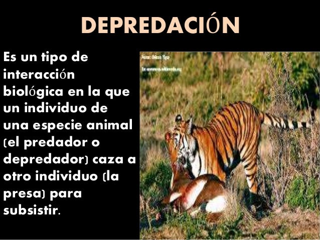 Resultado de imagen para que es depredacion de los seres vivos
