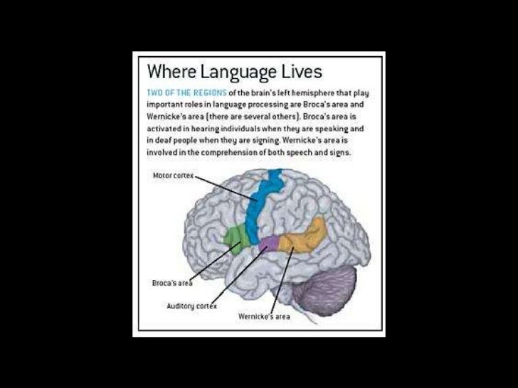 http://image.slidesharecdn.com/relationshipbetweenbrainandlanguagelearning-110409202313-phpapp01/95/relationship-between-brain-and-language-learning-7-728.jpg?cb=1302380659