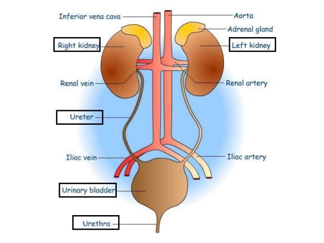 kidney characteristic failure reasons