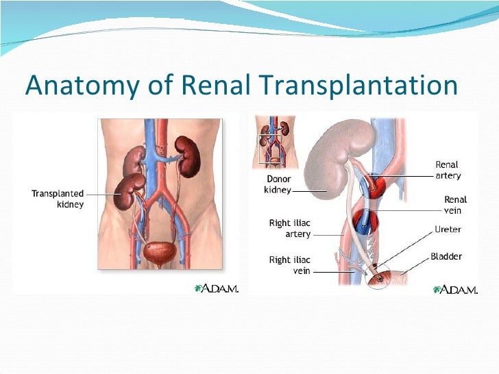 kidney feature high creatinine stages