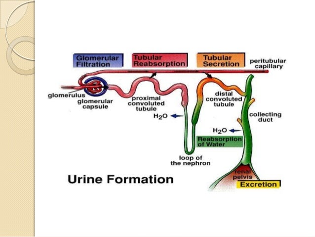 Kidney characteristic Nephron