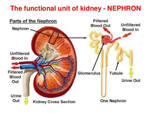 Kidney function Nephron