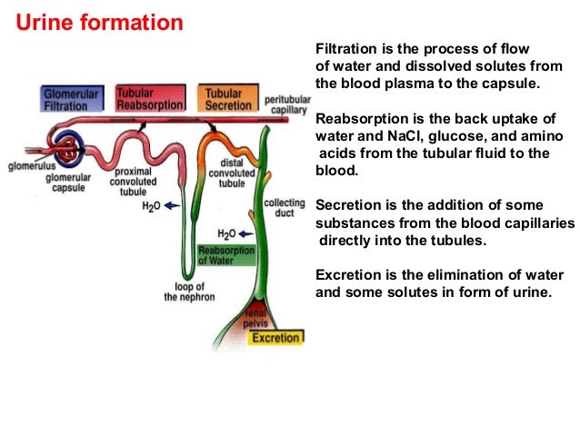 urine formation essay Physiology of the kidneys -bound molecules thatdiagram showing the basic physiologic mechanisms of the kidney and the three steps involved in urine formation. urine formation essay Physiology of the kidneys -bound molecules thatdiagram showing the basic physiologic mechanisms of the kidney and the three steps involved in urine formation.