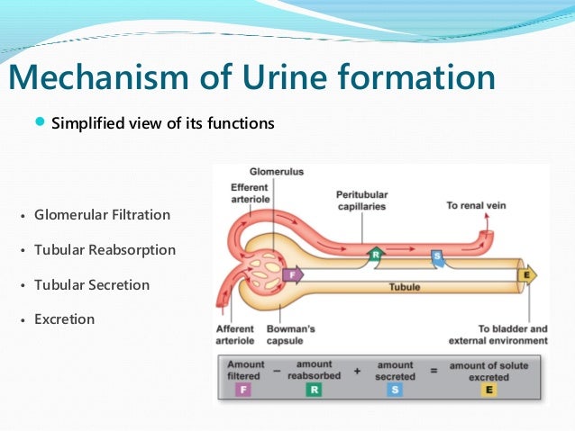 renal phsyiology edited mechanism of urine formation flow chart