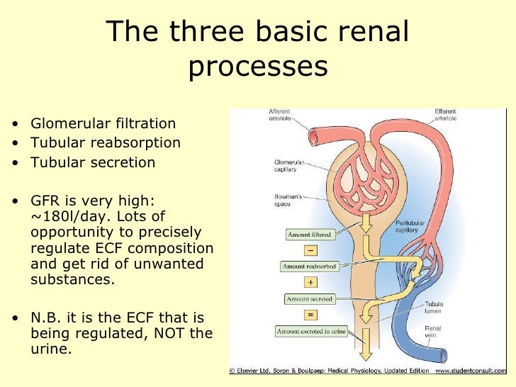 the basic structure and function of the normal kidney essay Normal kidney histolgy published in: tissue between base of pyramid and surface of kidney is known as cortical loule - cortical lobules 1 structural and functional unit of each kidney is nephron “ there are 1. the basic structure and function of the normal kidney essay Normal kidney histolgy published in: tissue between base of pyramid and surface of kidney is known as cortical loule - cortical lobules 1 structural and functional unit of each kidney is nephron “ there are 1.