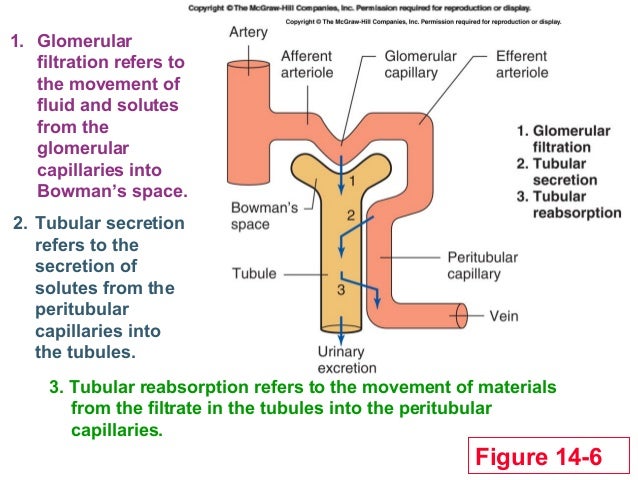 Renal system 2 renal tubule cell diagrams 