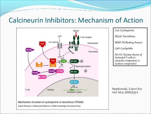 Prednisolone Mechanism Of Action