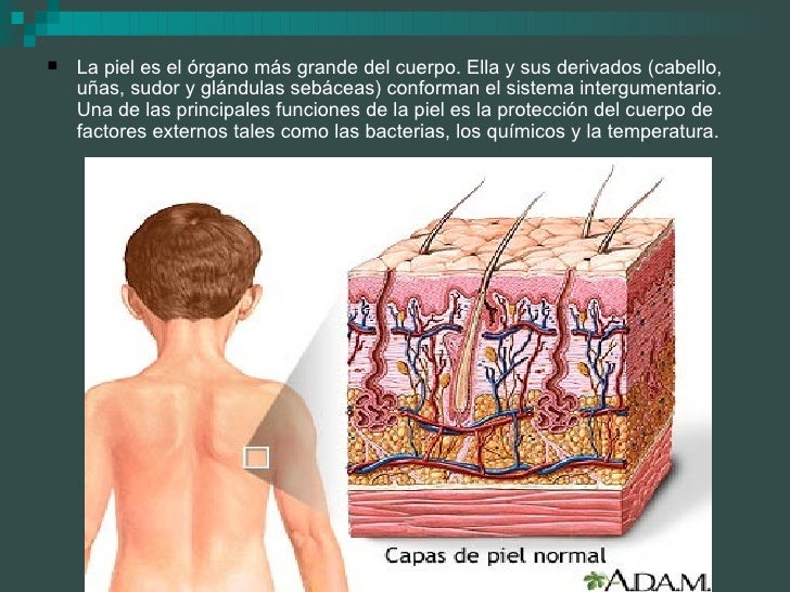 Repaso de fisiología de la piel