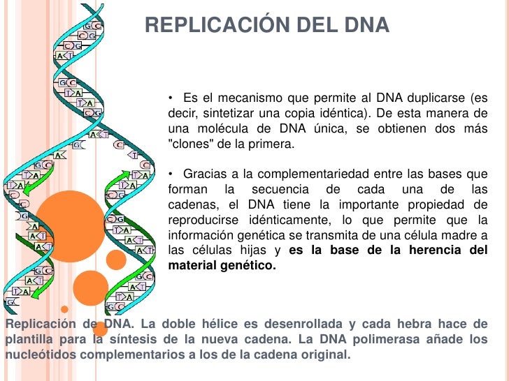 Replicación del dna