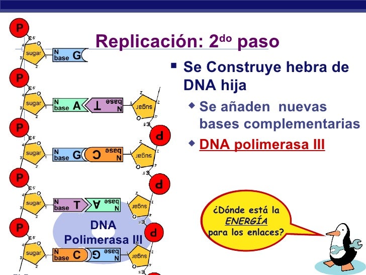 Replicación del ADN