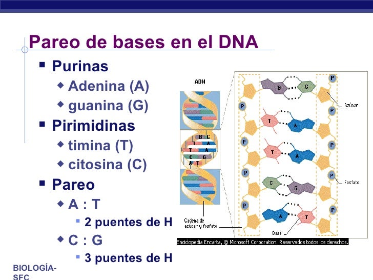 Cuales Son Las Bases Puricas Y Pirimidicas Del Adn