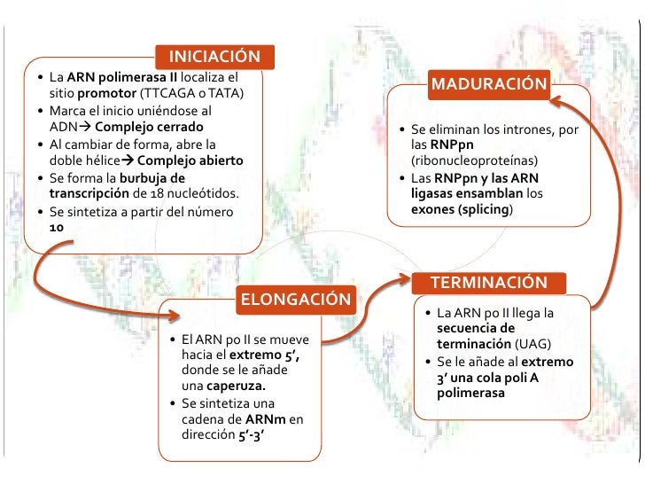 Replicación, transcripción y traducción del adn