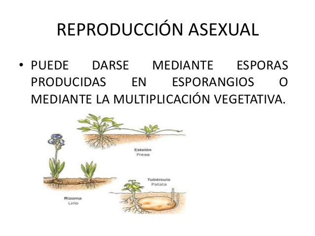 Reproducción asexual de las plantas