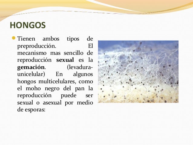 El absceso la uña del dedo el tratamiento