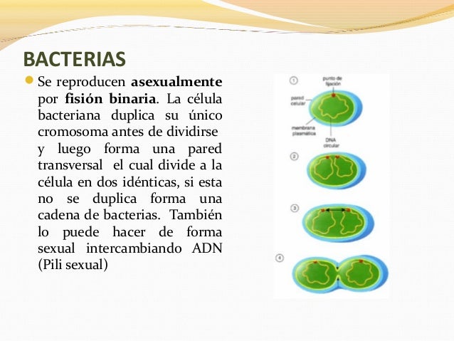 Reproducción Sexuada y Asexuada (animales y vegetales) Reproducción Sexuada y Asexuada (animales y vegetales)