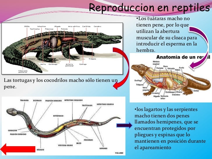 Resultado de imagen para reproduccion en reptiles ciclo