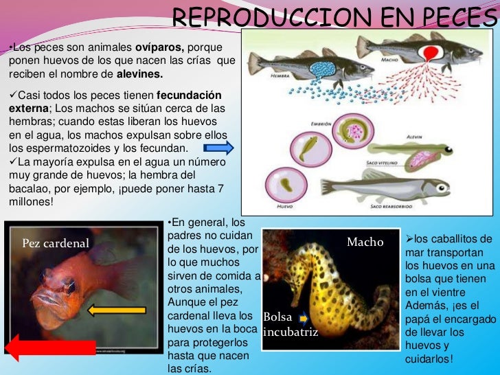 Resultado de imagen para reproduccion en peces
