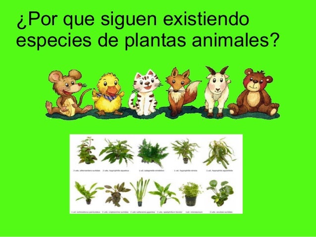 Reproduccion asexual de plantas y animales Reproduccion asexual de plantas y animales
