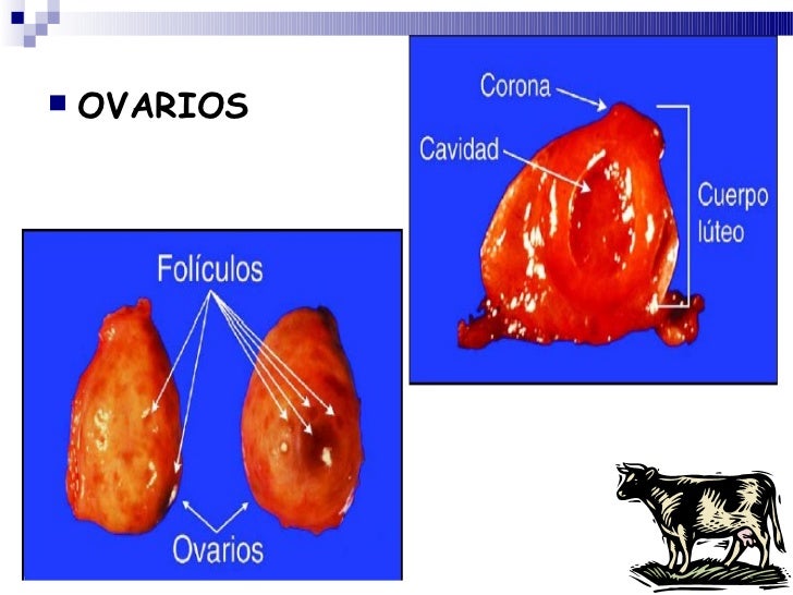 Forma Del Ovario De La Vaca