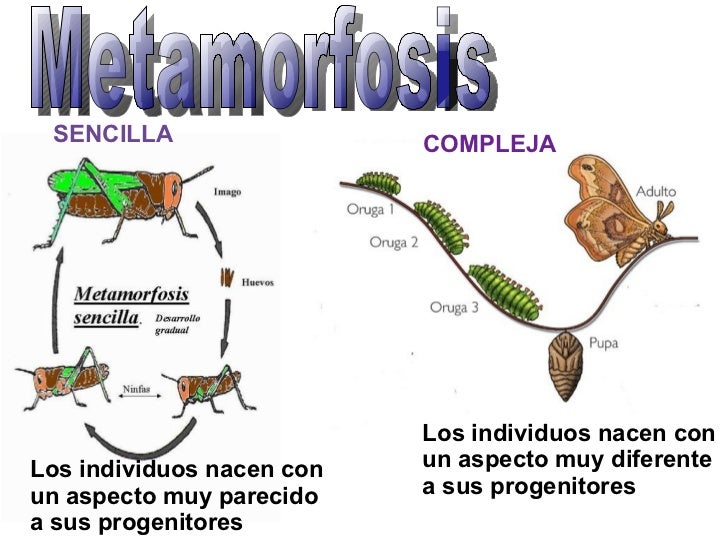 Resultado de imagen para metamorfosis directa e indirecta