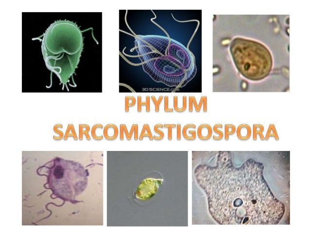 Reproduccion y filo sarcomastigophora