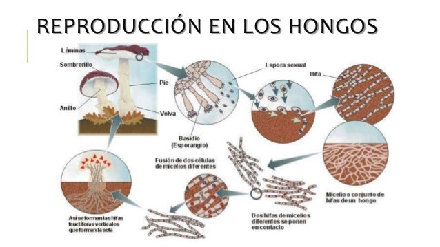 Los Hongos on emaze