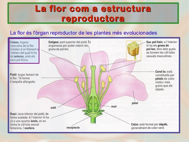 Reproducció plantes