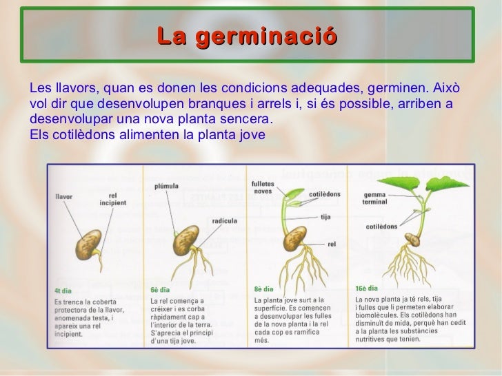 Reproducció plantes