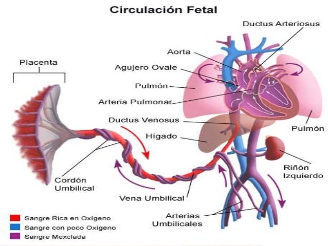 circulacion fetal