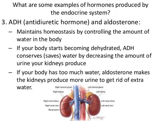 reproductive and endocrine systems adh and aldosterone venn diagram