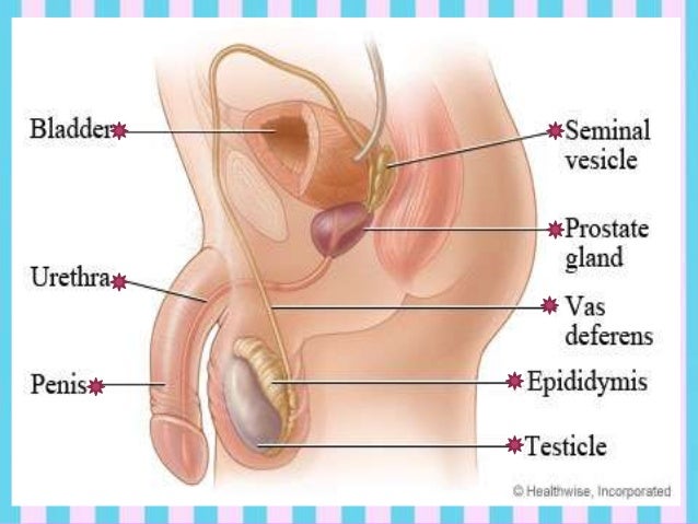 Male Sexual Intercourse 67