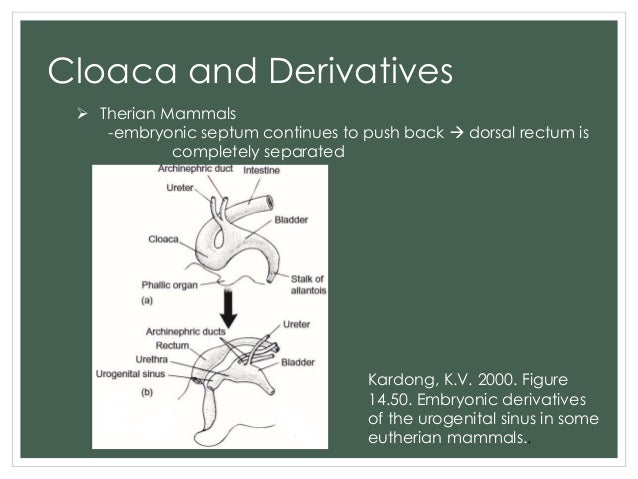 a comparison of different reproductive systems What is the difference between the male and the female urinary systems let us compare the two in terms of association with the reproductive system, function of the urethra, length of urethra, end point of urethra, and risk of getting urinary infections. a comparison of different reproductive systems What is the difference between the male and the female urinary systems let us compare the two in terms of association with the reproductive system, function of the urethra, length of urethra, end point of urethra, and risk of getting urinary infections.