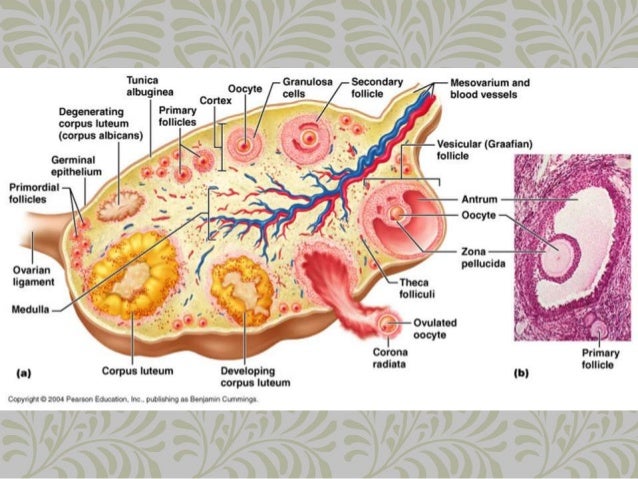 a comparison of different reproductive systems What is the difference between the male and the female urinary systems let us compare the two in terms of association with the reproductive system, function of the urethra, length of urethra, end point of urethra, and risk of getting urinary infections. a comparison of different reproductive systems What is the difference between the male and the female urinary systems let us compare the two in terms of association with the reproductive system, function of the urethra, length of urethra, end point of urethra, and risk of getting urinary infections.